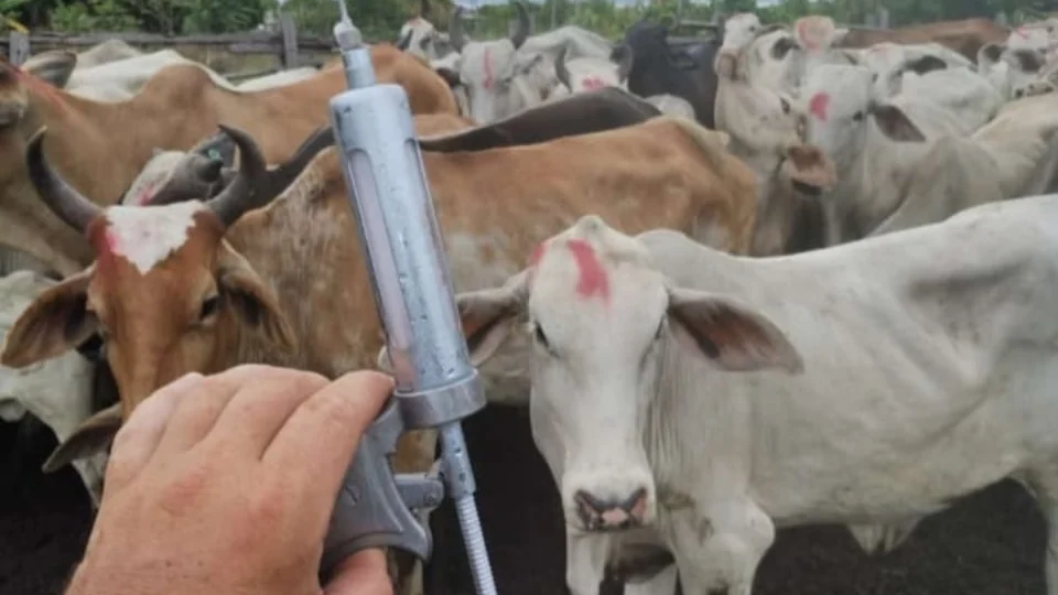 Vacinação contra Febre Aftosa inicia dia 1º de outubro em Roraima