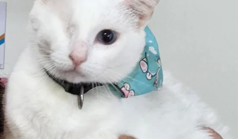 Calor como em Manaus é alerta maior para quem tem pet com deficiência; entenda