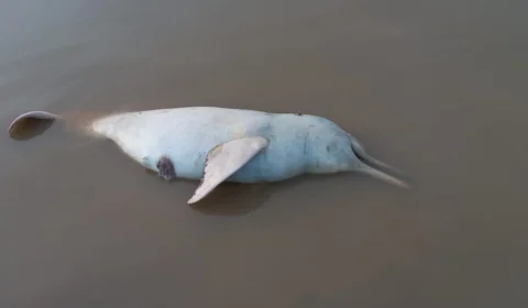 VÍDEO: moradores de Tefé mostram animais mortos boiando em rio no AM
