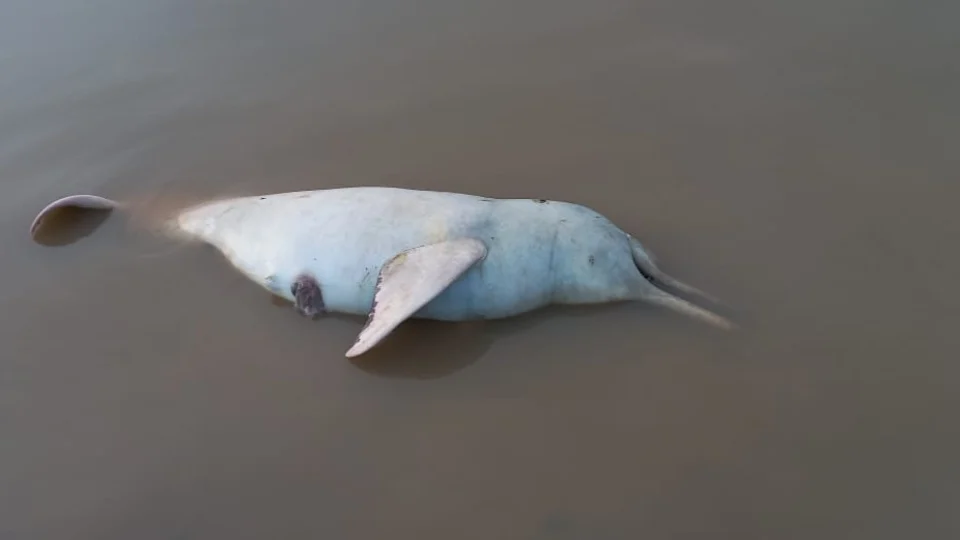 VÍDEO: moradores de Tefé mostram animais mortos boiando em rio no AM