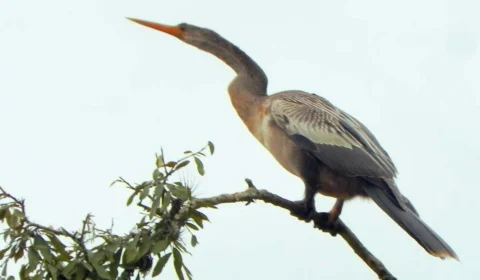 Ave está há 10 dias com pano preso no bico no Parque Ibirapuera-SP