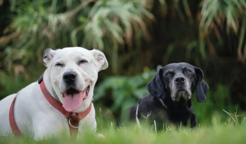 Suspeito é investigado por jogar salsicha envenenada para cães de vizinho em SP