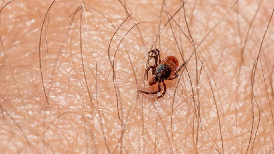 Febre maculosa: Campinas confirma 7ª morte por carrapato-estrela