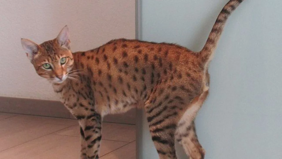 Gato com fisionomia de onça custa cerca de R$ 100 mil; veja características