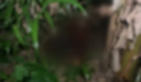 Corpo em decomposição é encontrado em área de mata na Compensa, em Manaus