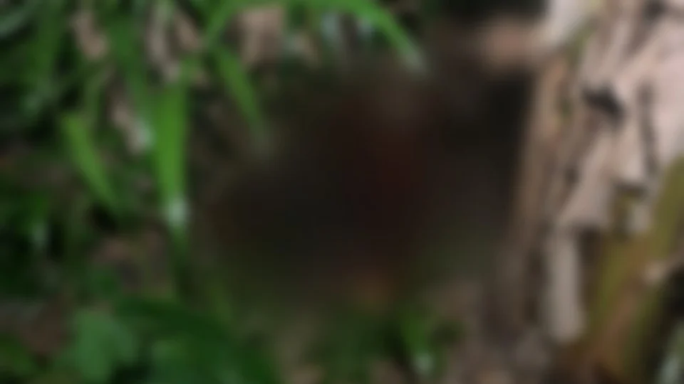 Corpo em decomposição é encontrado em área de mata na Compensa, em Manaus