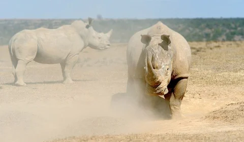 Rinoceronte mata tratadora supostamente pisoteada em zoológico na Áustria
