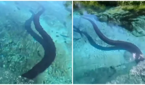 VÍDEO: sucuri de 6 metros é vista por turistas durante passeio de barco no MS