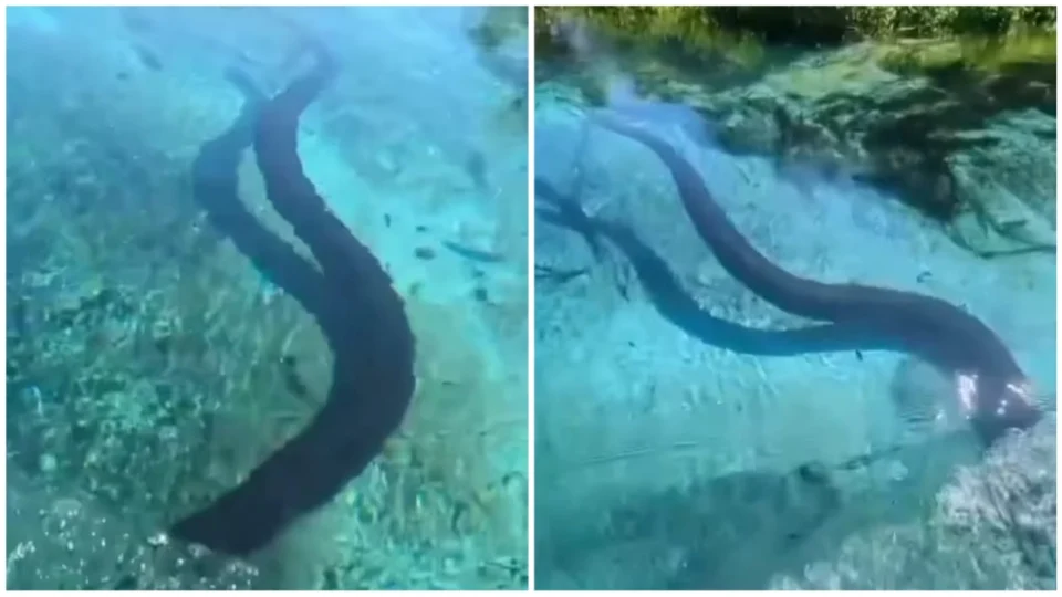 VÍDEO: sucuri de 6 metros é vista por turistas durante passeio de barco no MS