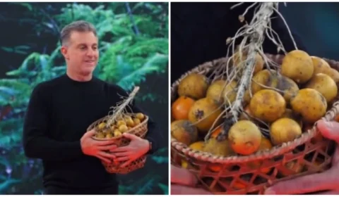 Tucumã: reportagem de Luciano Huck descreve fruto como ‘praga’ no Pará