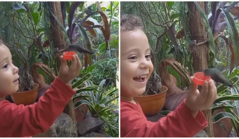 VÍDEO: beija-flor é flagrado recebendo água em mão de criança; veja