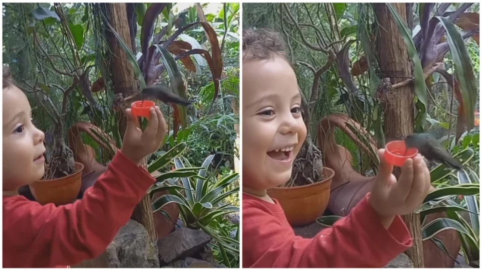 VÍDEO: beija-flor é flagrado recebendo água em mão de criança; veja
