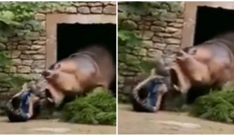 VÍDEO: hipopótamo quase ataca funcionário de um zoológico da China