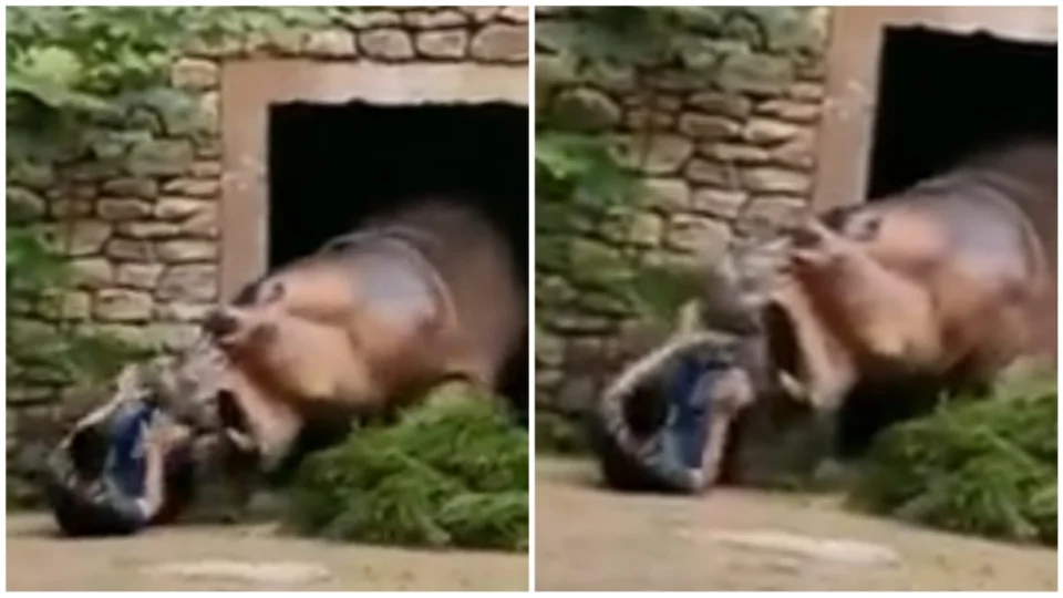 VÍDEO: hipopótamo quase ataca funcionário de um zoológico da China