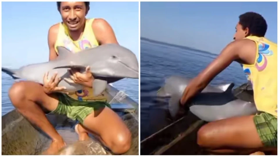 VÍDEO: homem pesca filhote de boto em malhadeira e suposta mãe ronda barco