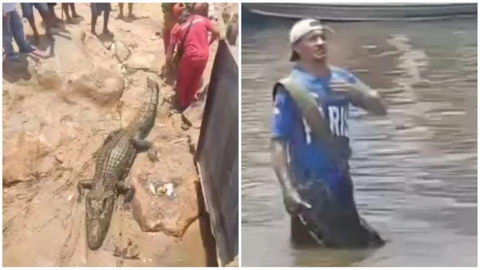VÍDEO: jacaré surge desorientado às margens do Rio Negro, em Manaus