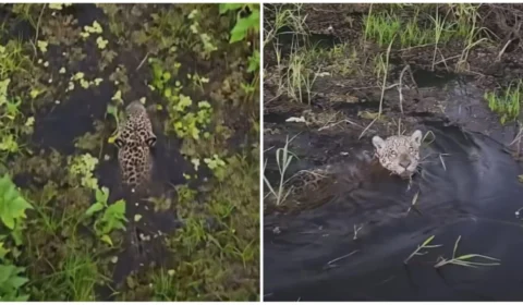 VÍDEO: onça é flagrada por pescadores nadando em rio do Pantanal