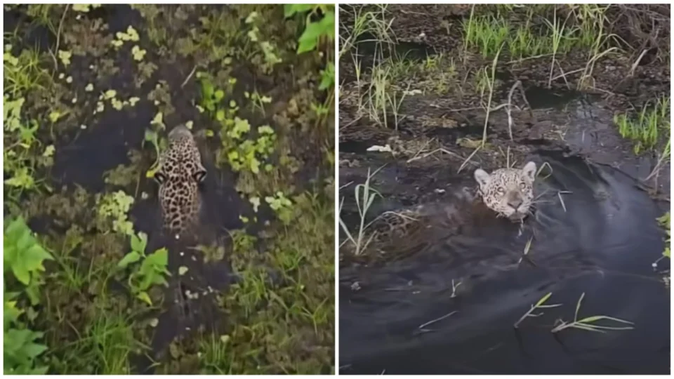 VÍDEO: onça é flagrada por pescadores nadando em rio do Pantanal