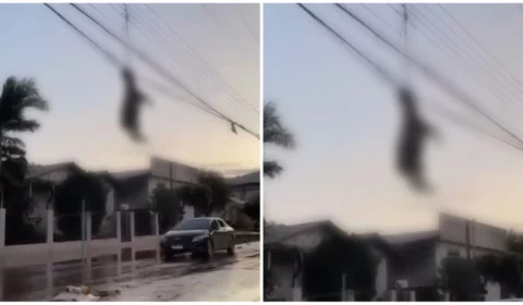 VÍDEO: ovelha fica presa em fiação de Muçum-RS após ciclone extratropical