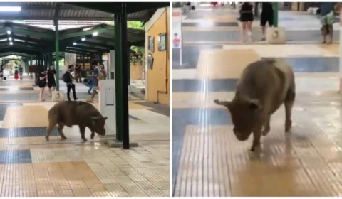 VÍDEO: porco é visto circulando por corredores da Ufam, em Manaus