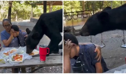 VÍDEO: urso devora piquenique de mãe e filho em parque no México; confira