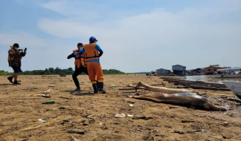 Mais de 15 carcaças botos já foram encontradas no Lago Tefé, no Amazonas