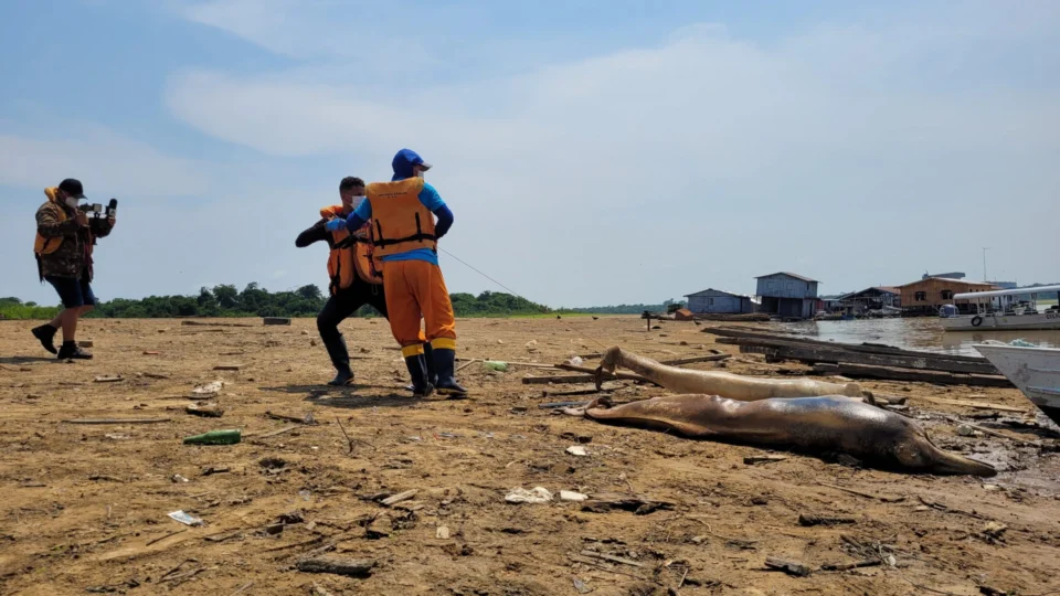 Mais de 15 carcaças botos já foram encontradas no Lago Tefé, no Amazonas