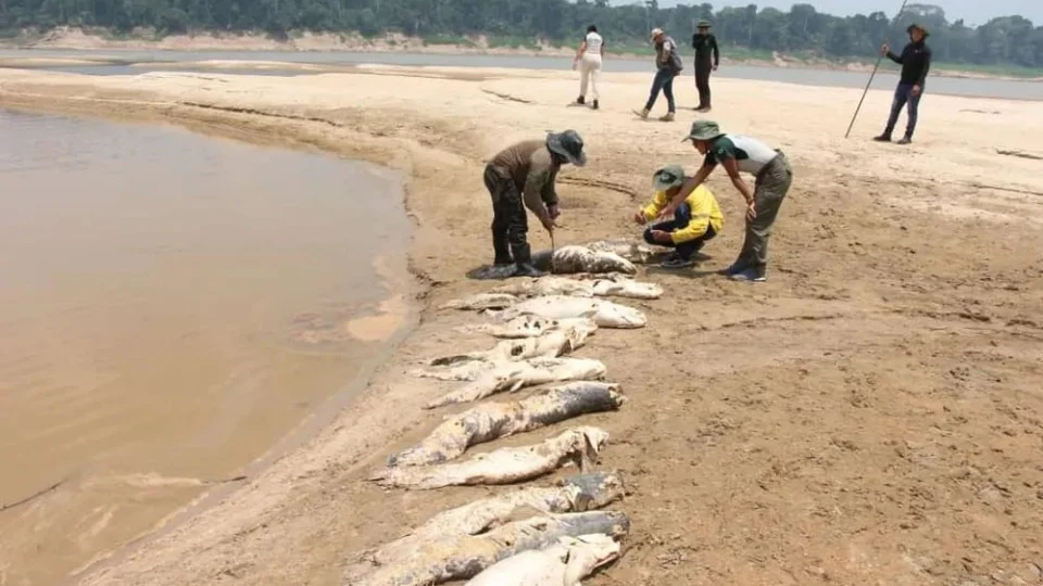 Dezenas de pirarucus são encontrados mortos em reserva biológica no AM