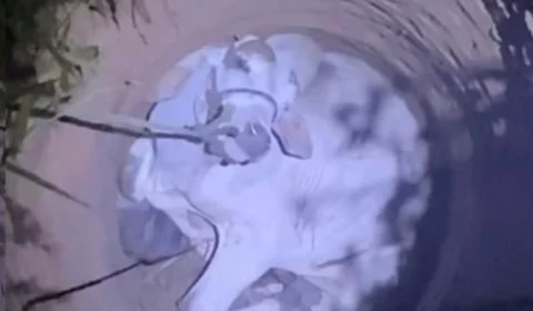 Boi e cachorro caem em poço, e bombeiros fazem resgate no interior do Acre