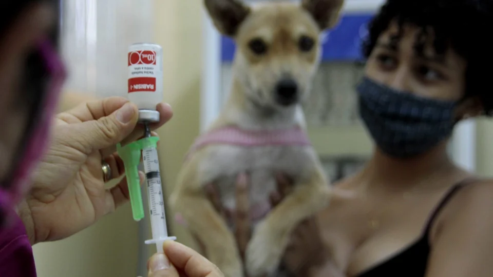 Vacinação Antirrábica atuará em onze bairros nesta semana em Manaus