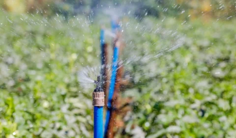 40 mil alunos do DF devem ser beneficiados com projeto alimentação saudável