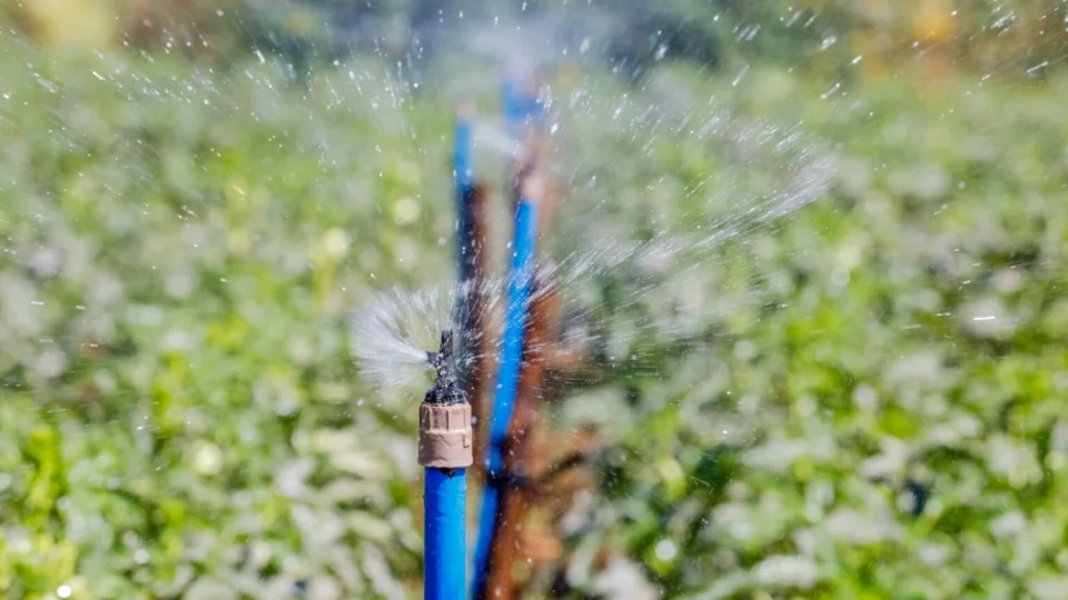 40 mil alunos do DF devem ser beneficiados com projeto alimentação saudável