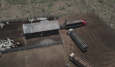 Operação Eraha Tapiro retira rebanho de gado de Terra Indígena no Pará