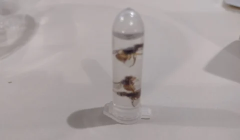 Mosca da carambola: Roraima registra 36.134 insetos capturados em 2023