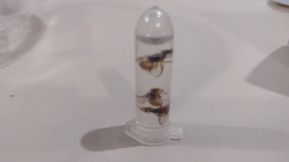 Mosca da carambola: Roraima registra 36.134 insetos capturados em 2023