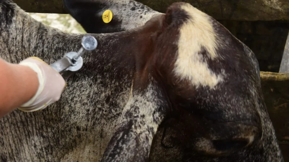 Vacinas contra febre aftosa são distribuídas em 7 cidades do Amazonas