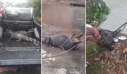 VÍDEO: populares encontram jacarés na rua e o devolvem à natureza em Manaus