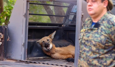 Loba-guará é resgatada após atropelamento em Palmas