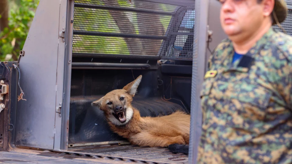 Loba-guará é resgatada após atropelamento em Palmas