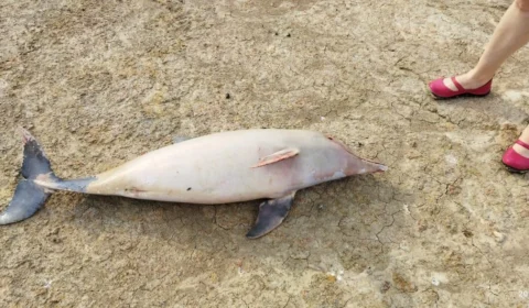 Mais de 20 botos são encontrados mortos em Coari no Amazonas