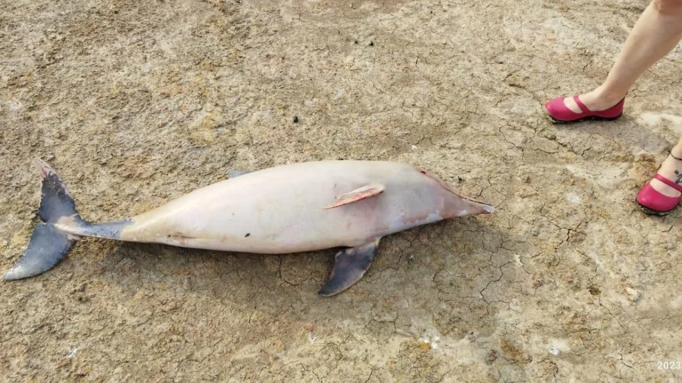 Mais de 20 botos são encontrados mortos em Coari no Amazonas