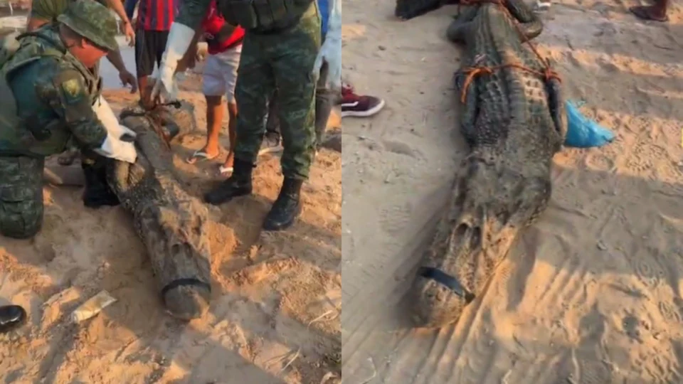 VÍDEO: jacaré ‘ilhado’ é resgatado do porto de Manaus