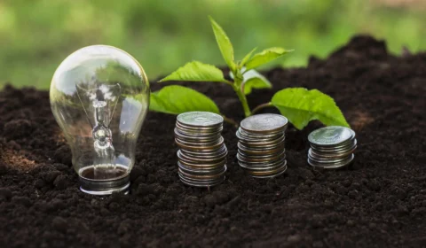 Órgão apura uso de terras públicas para lucrar com créditos de carbono no PA