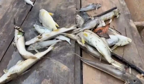 Após morte misteriosa de peixes, rio passa por avaliação de qualidade no Acre