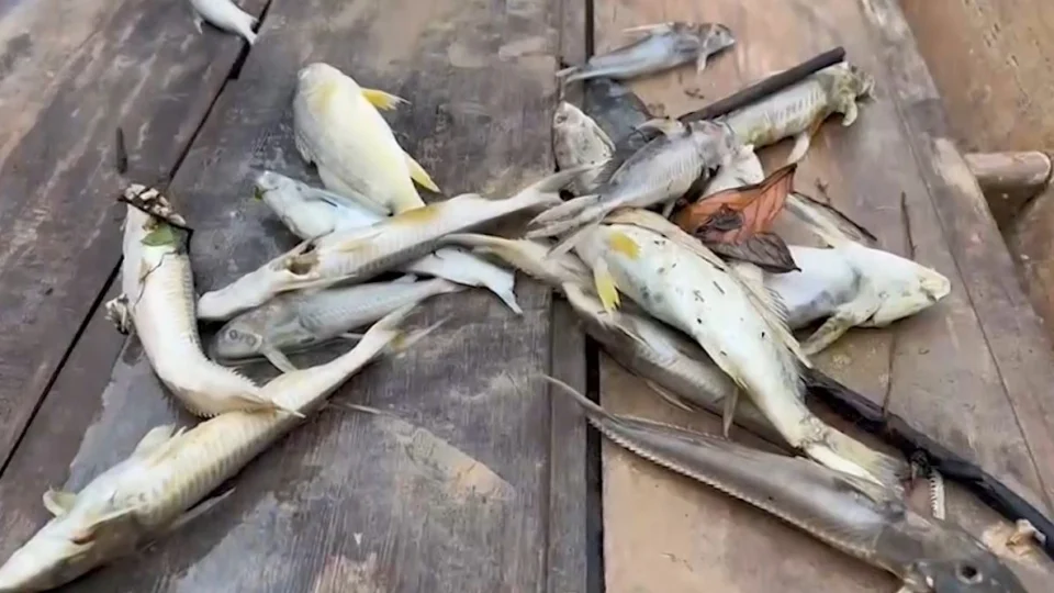 Após morte misteriosa de peixes, rio passa por avaliação de qualidade no Acre
