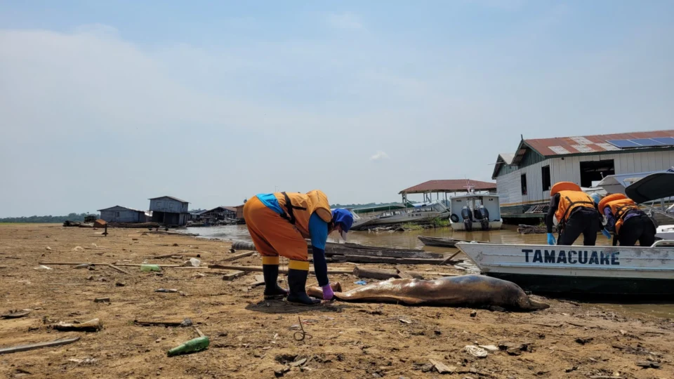 Para evitar mais mortes de botos, equipe isola trechos quentes de lago no AM