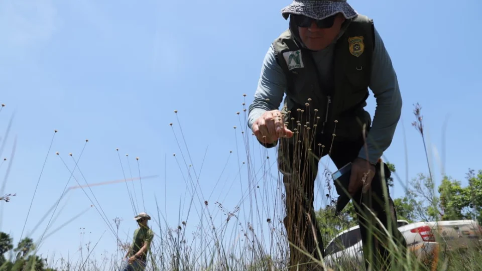 TO: Naturatins finaliza fiscalização para coleta do capim-dourado