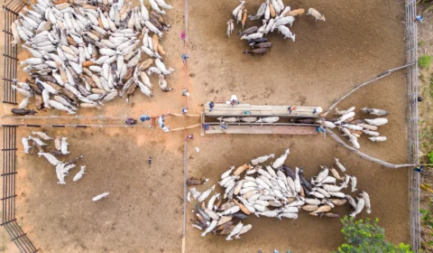 Serra do Truaru e Morcego recebem vacinação contra febre aftosa em RR