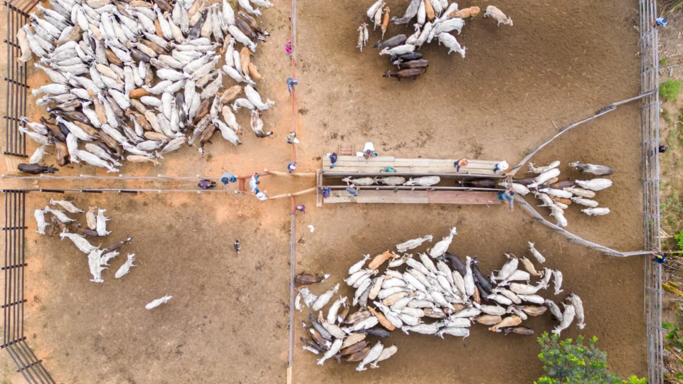 Serra do Truaru e Morcego recebem vacinação contra febre aftosa em RR