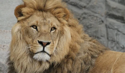 Conheça a história do leão de estimação que matou uma criança em Goiânia-GO